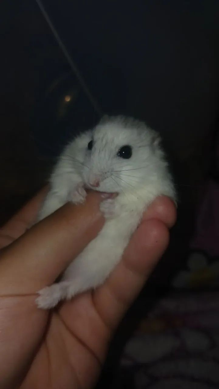 Hamster - Foto 4