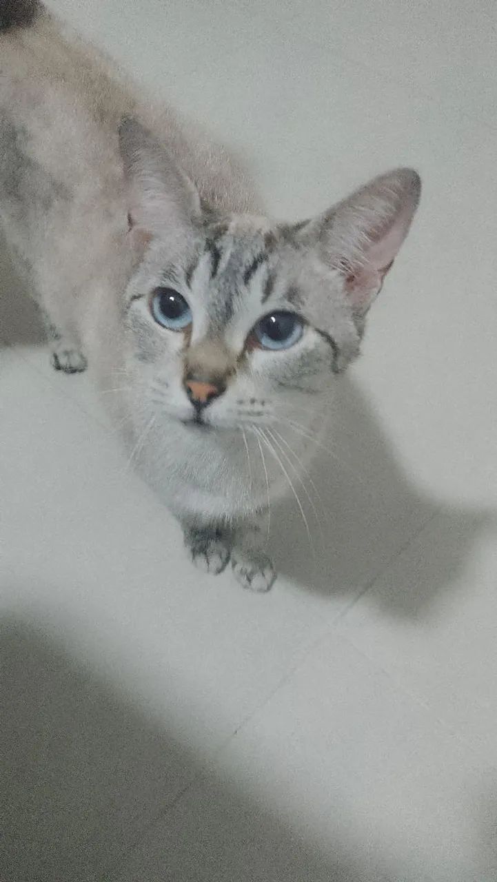 Doação de gato - Foto 2
