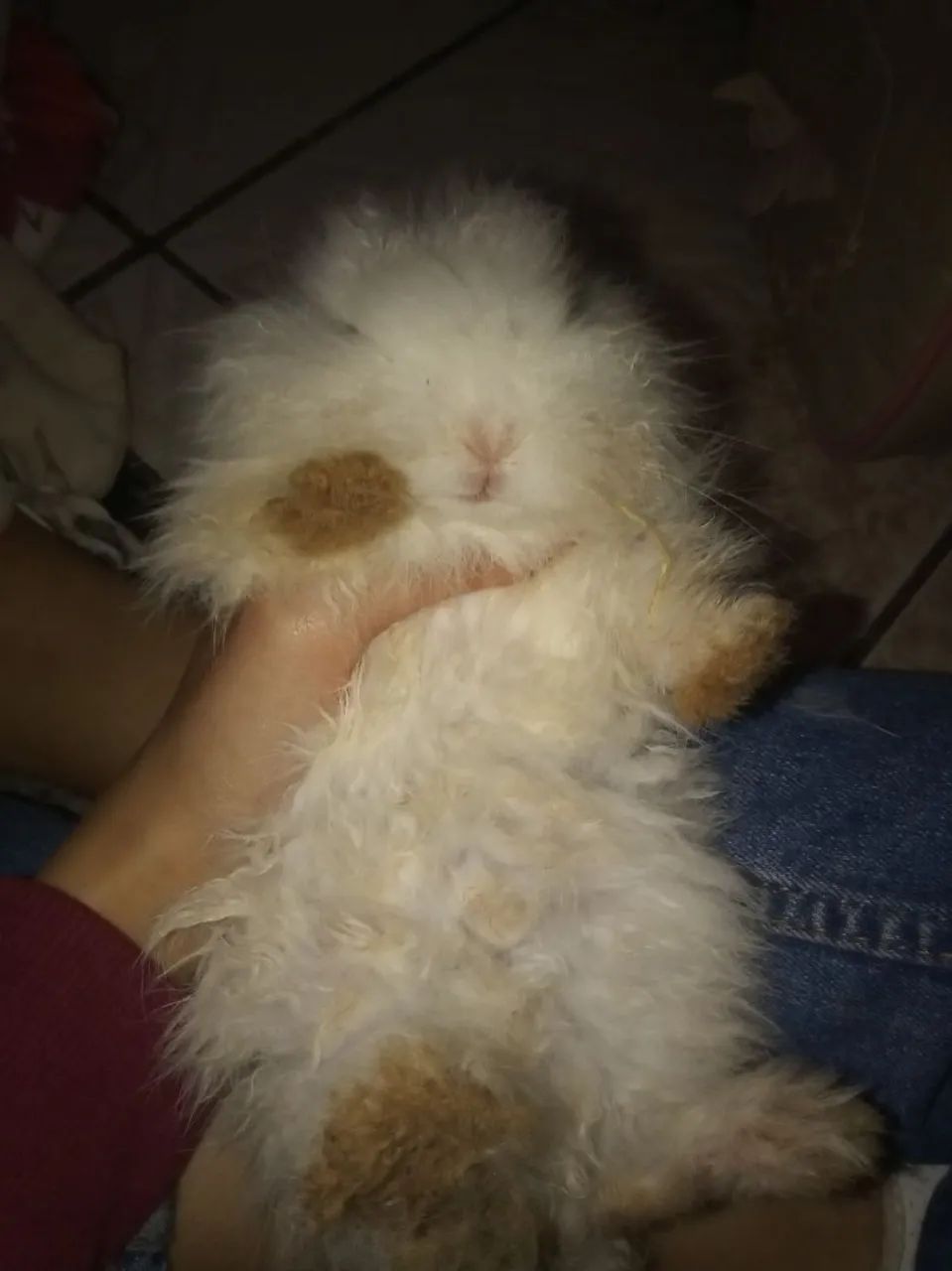 Vendo coelhos raças Teddy e Lion head - Foto 4