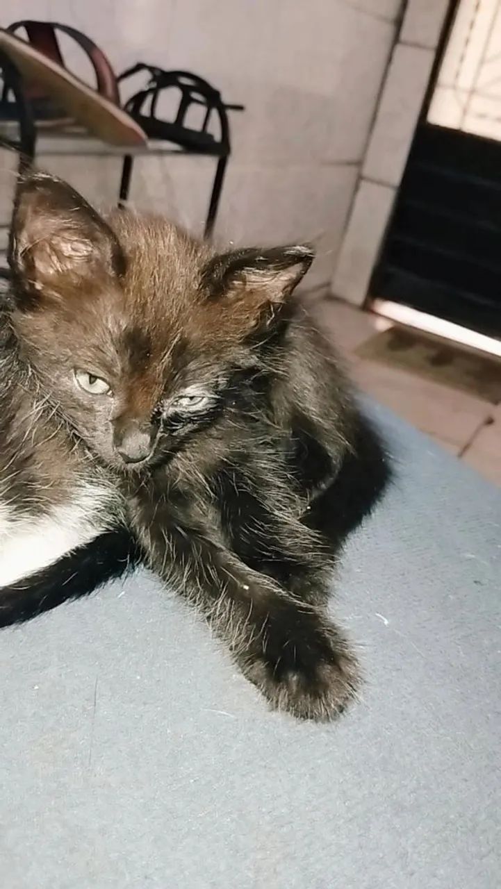 Gatinhos para adoção - Foto 4