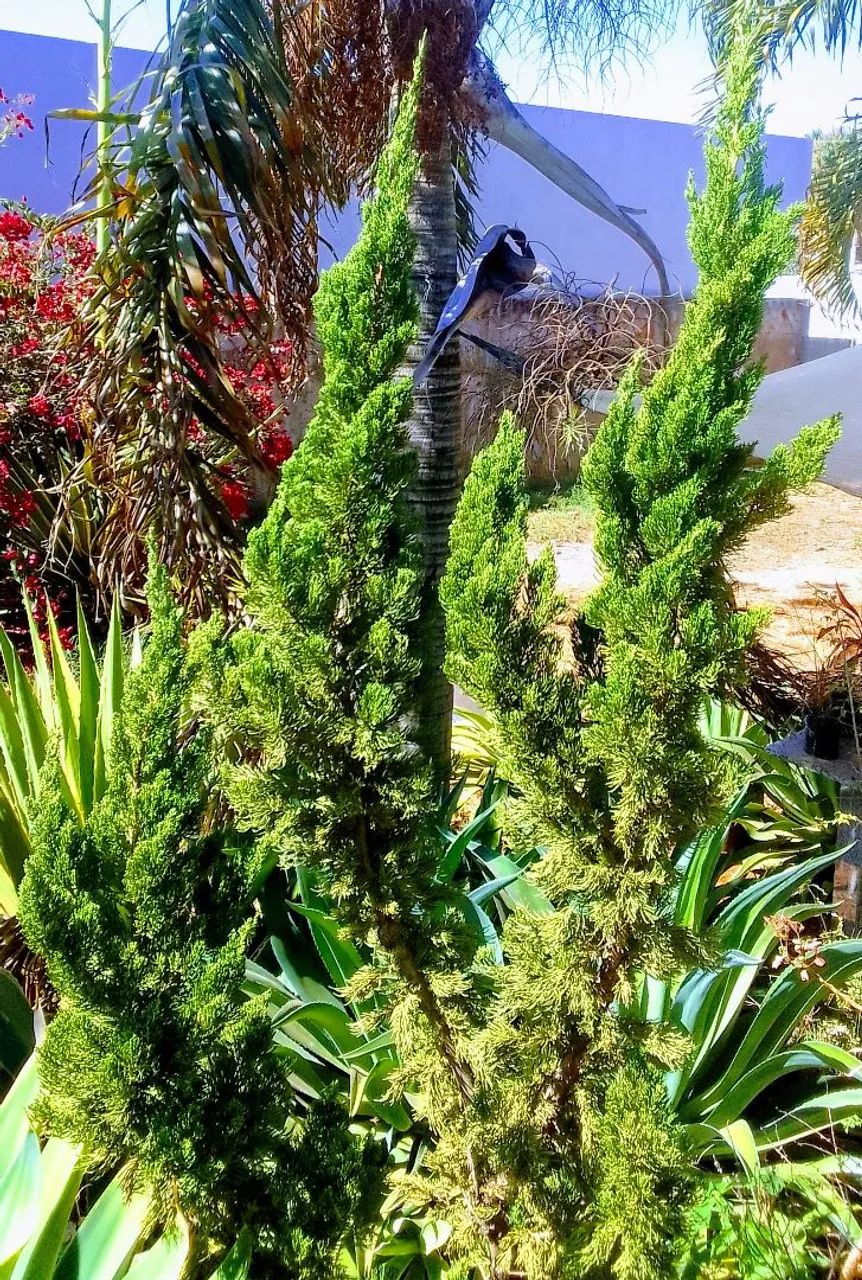 Planta  - Foto 2
