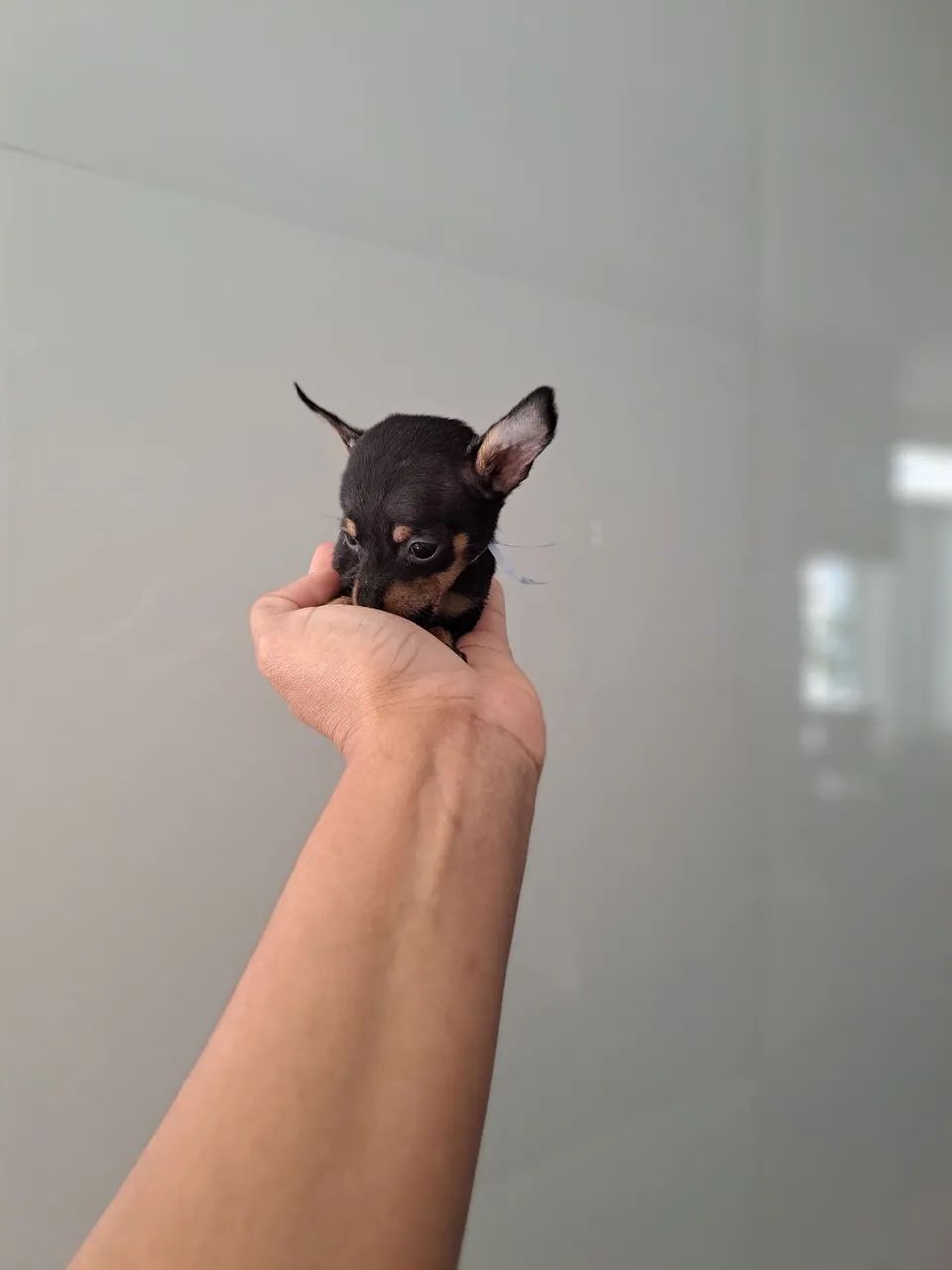 O menor pinscher zero  - Foto 3