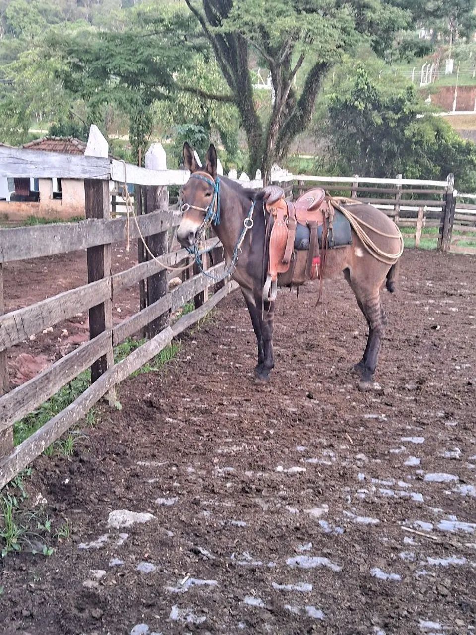 Vendo mula top - Foto 3