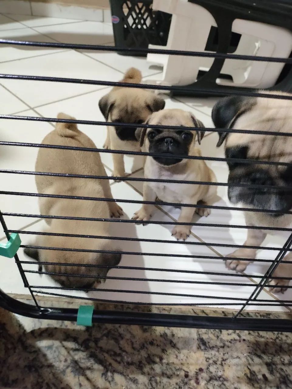 Pug Macho filhotes  - Foto 2