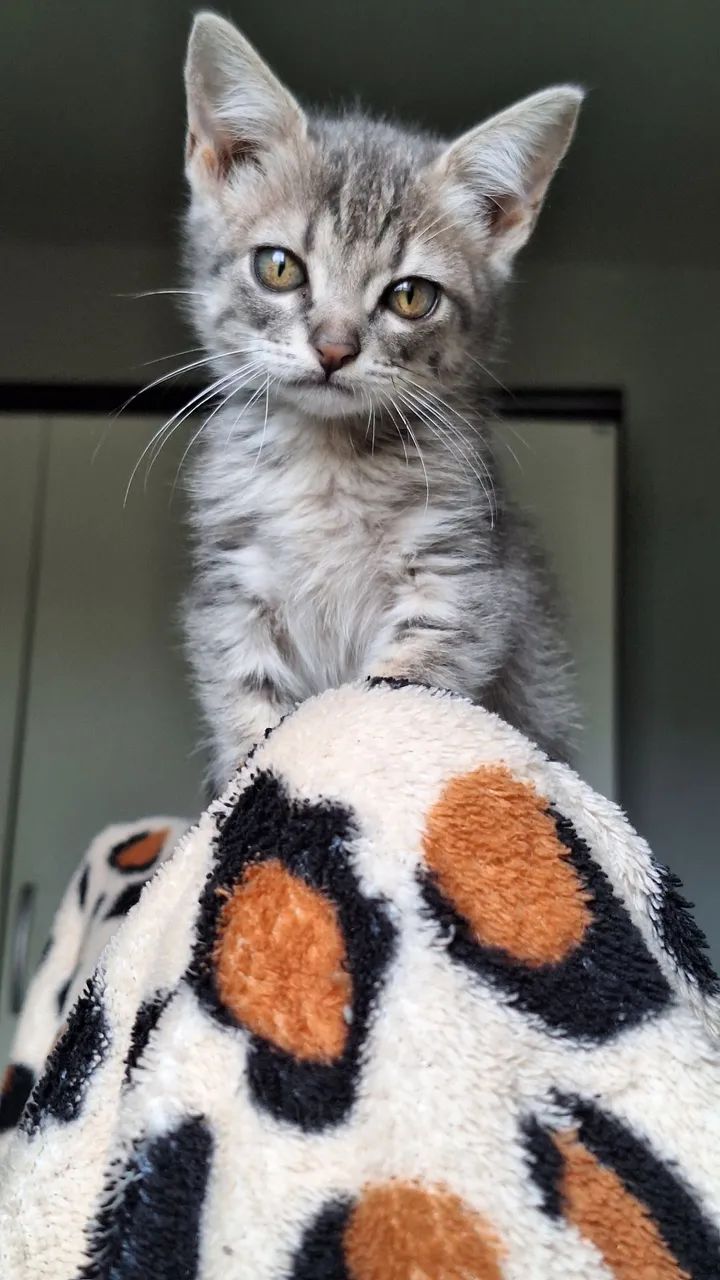 Adoção Responsável Gato  - Foto 3