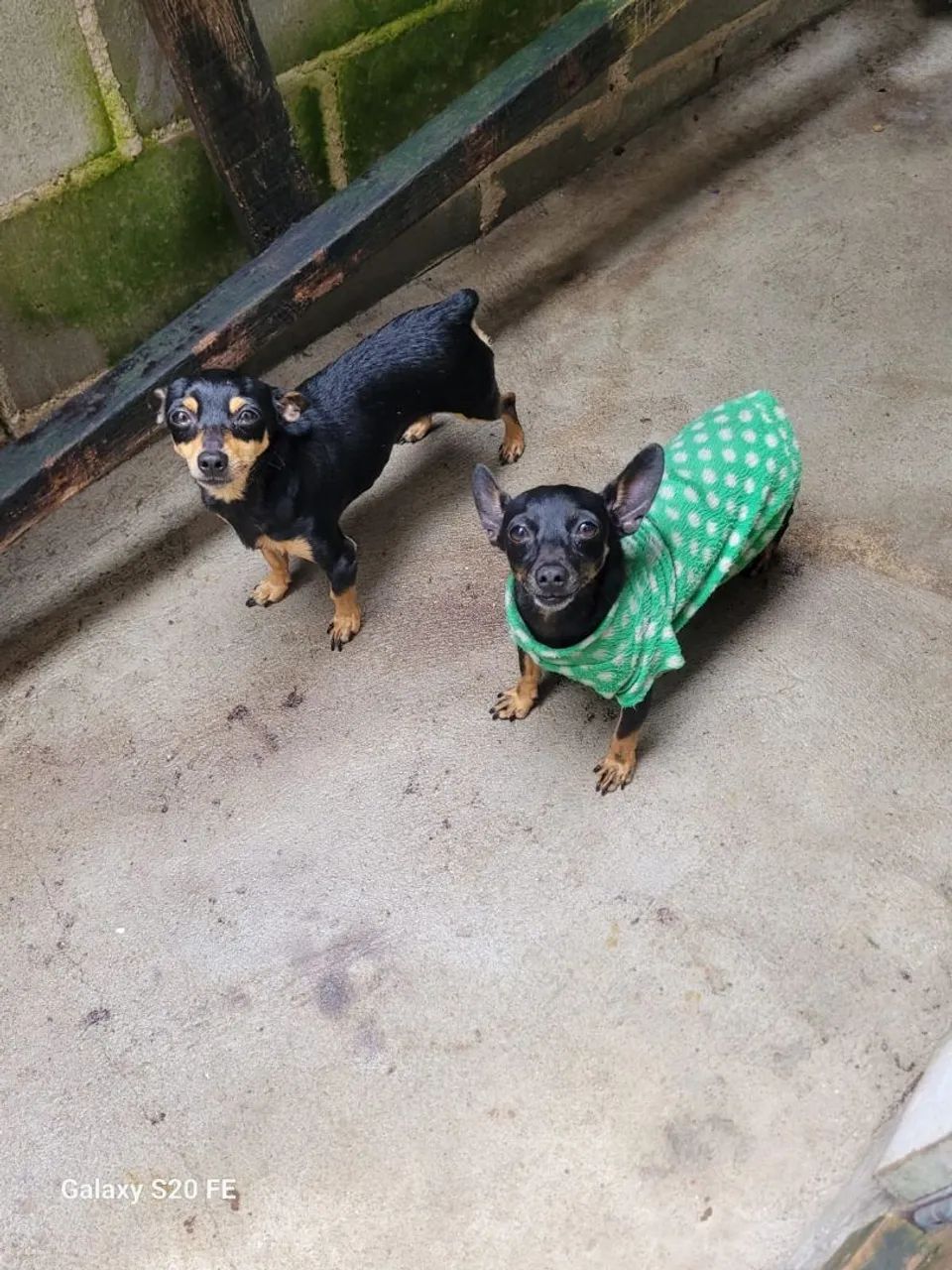 Pinscher - Foto 3