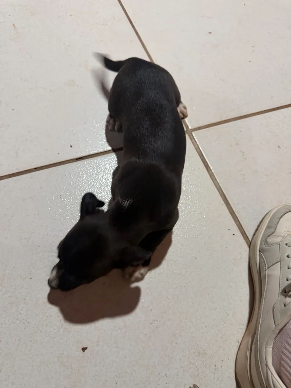 Doação de cachorro  - Foto 5