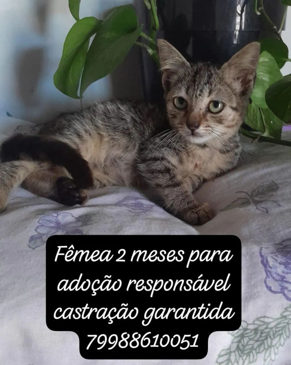 Gatos para adoção responsável  - Foto 2