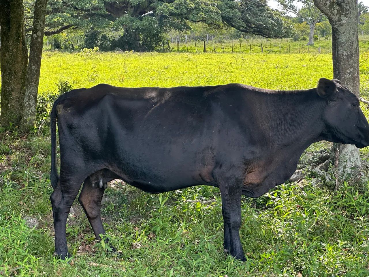 Vaca Angus pura - Foto 3