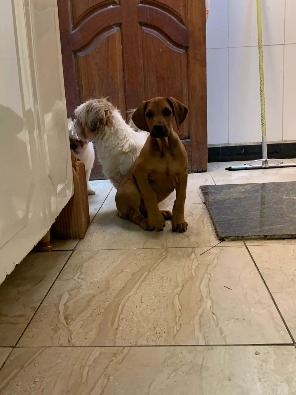 Filhote doberman com fila
