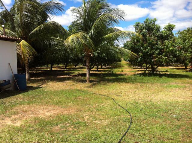 Fazenda Irrigada na Beira do Rio São Francisco - Foto 19