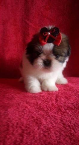 Micro Shih tzu prop veterinário oportunidade