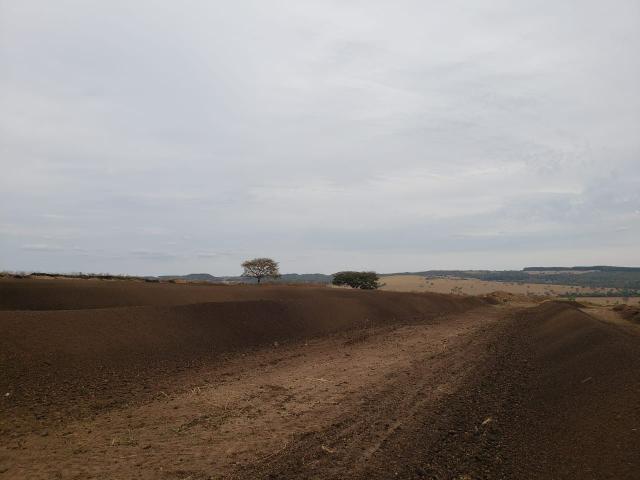 Esterco de gado