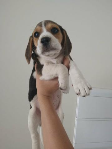 Beagle com procedência e garantias em contrato - Foto 2