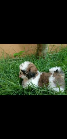 Shih tzu