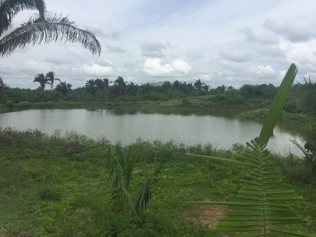 Vende-se Fazenda (abaixo o preço p vender logo) - Foto 6