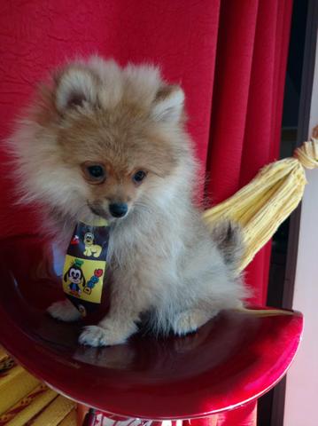 Spitz alemão anão - Foto 4