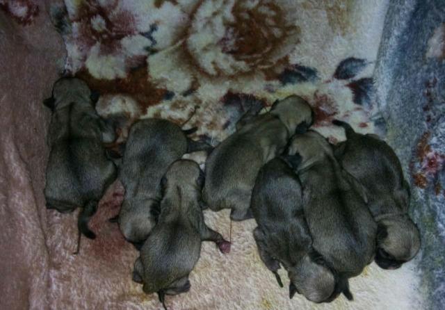 Pug para cruzar com Pedigree (Gravataí/Cachoeirinha e etc.) - Foto 5