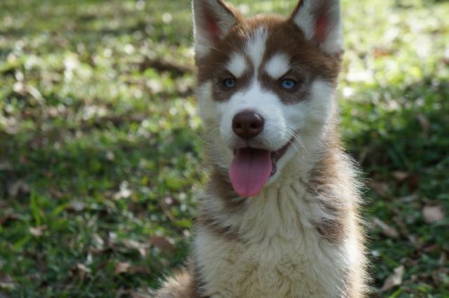 Lindo Filhote de Husky Siberiano