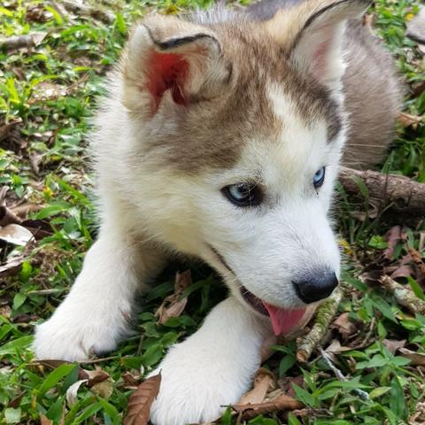 !!!!Lindíssimos Filhotes de Husky !!!! - Foto 2