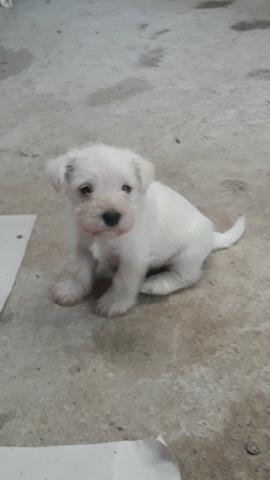 Schnauzer miniatura Branco mega oferta dia das crianças