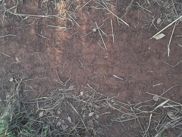 Chácara a 9 km de Acorizal com 38.2 hectares - Foto 15