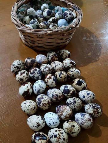 ovos de codorna