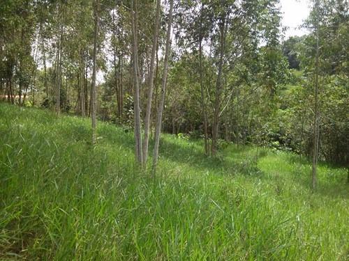 Vendo- Chácara em Soledade de Minas! - Foto 4