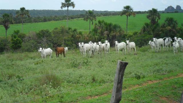 Fazenda de 67 alqueires para lavoura a venda na região de Paraúna GO - Foto 5