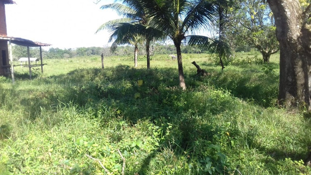 Sítio no Pará,20 hectares com pasto, curral, casa ,igarape por 250 mil reais - Foto 14