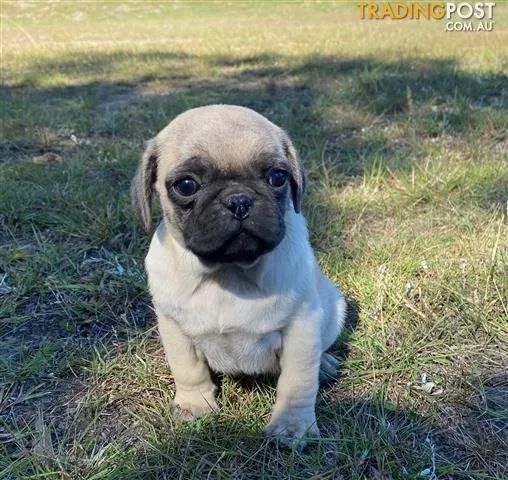 Bebes Lindos de Pug Macho e Fêmea 