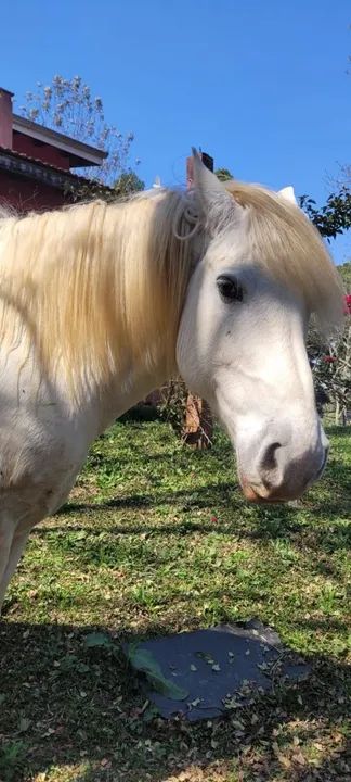 Cavalo percheron lindo marchador manso - Foto 2