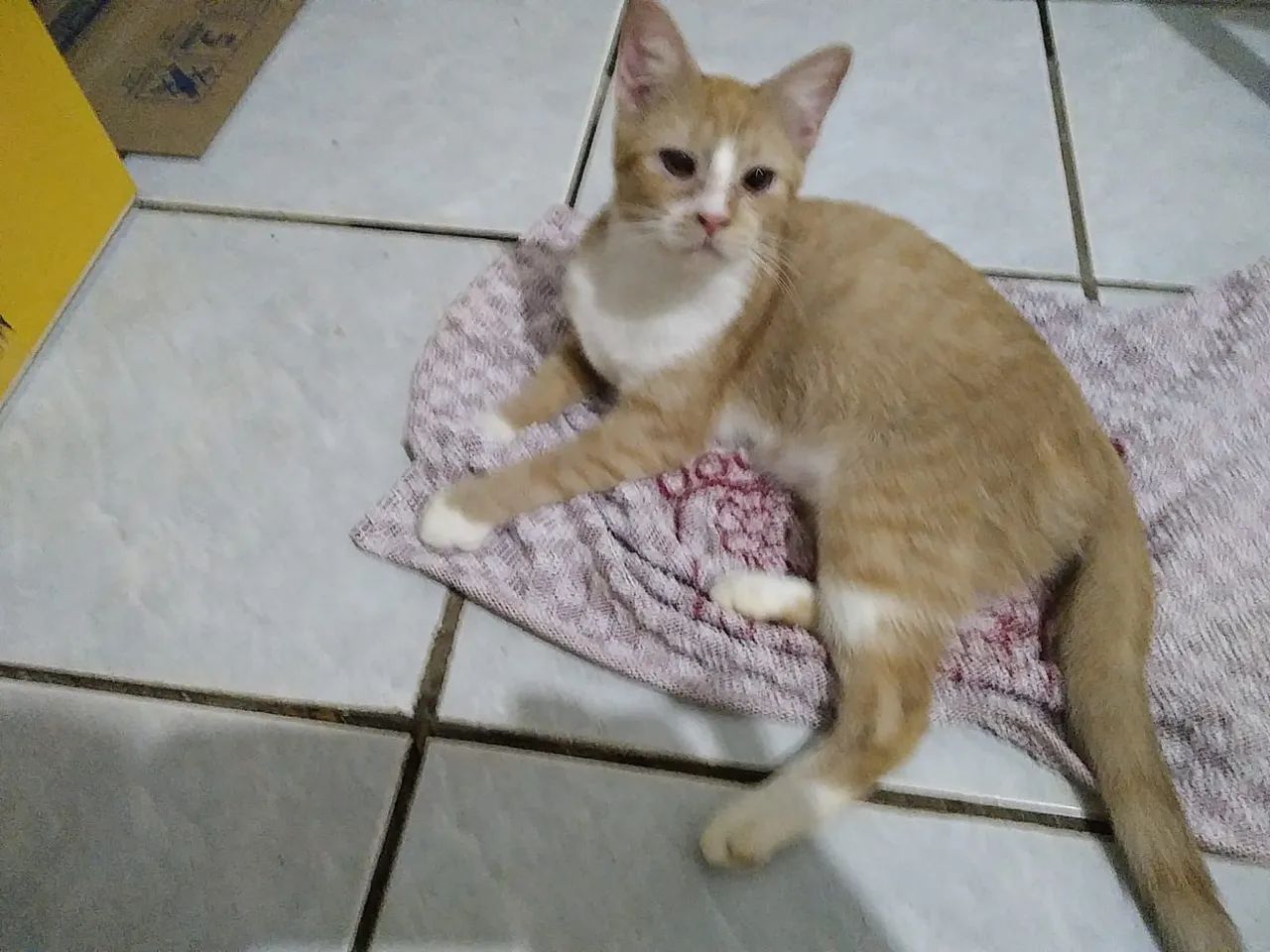 Castrada pronta para adoção  - Foto 4