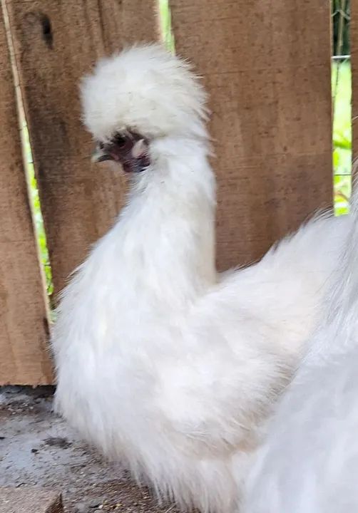 Galinhos ganisé raça sedosa do Japão - Foto 2