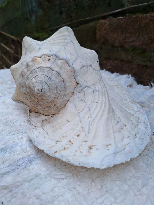 Concha do mar gigante