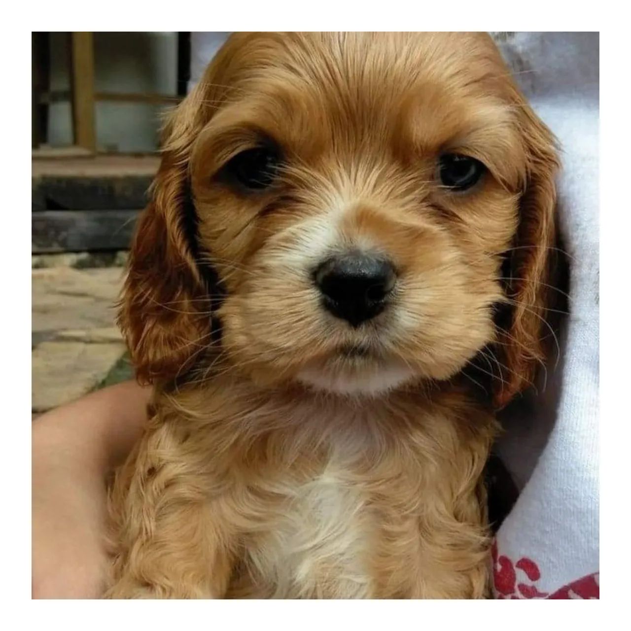 Cocker Spaniel Inglês  - Foto 2