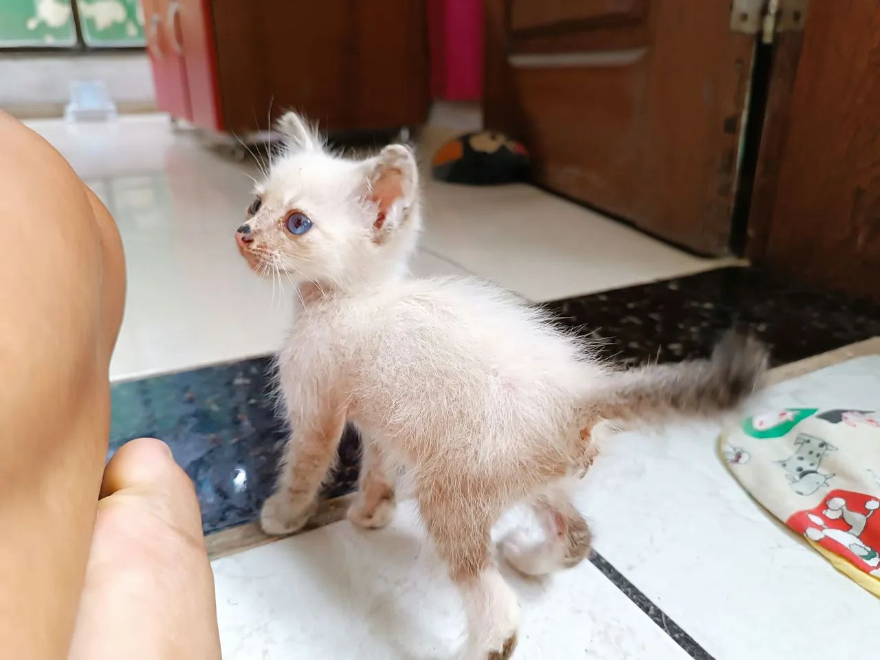 Gata filhote disponível pra adoção  - Foto 2