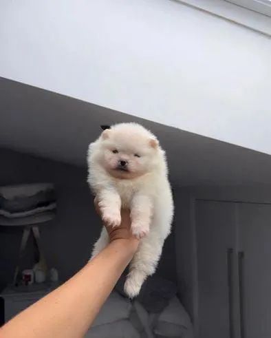 Spitz alemão Lulu machos e fêmeas disponíveis  - Foto 2