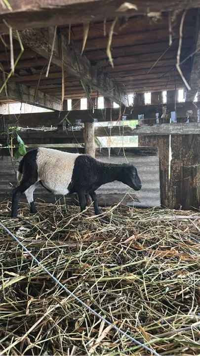 Ovelhas a venda - Foto 2