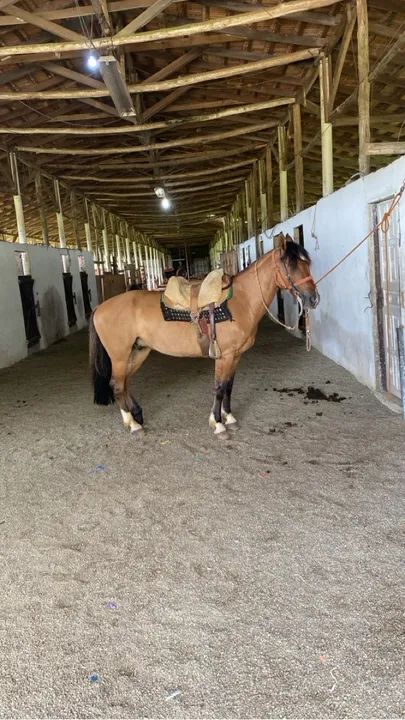 Cavalo criolo - Foto 2