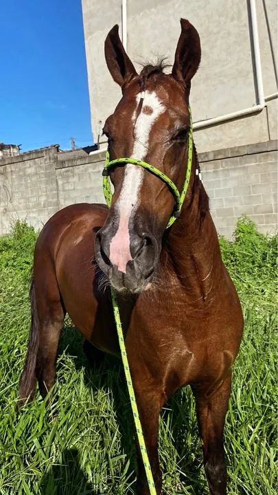 Cambuí de Florença  - Foto 3