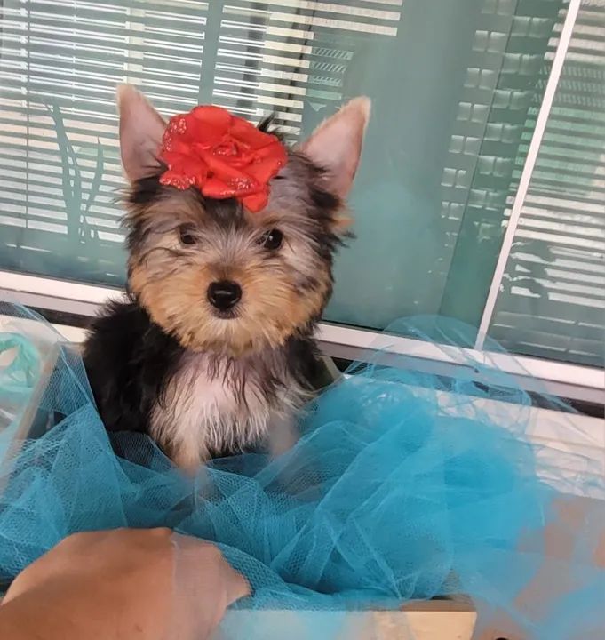 Linda york fêmea  - Foto 2