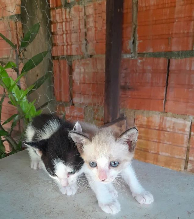 2 gatinhas  - Foto 4