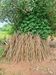 Mudas de mandioca para plantio