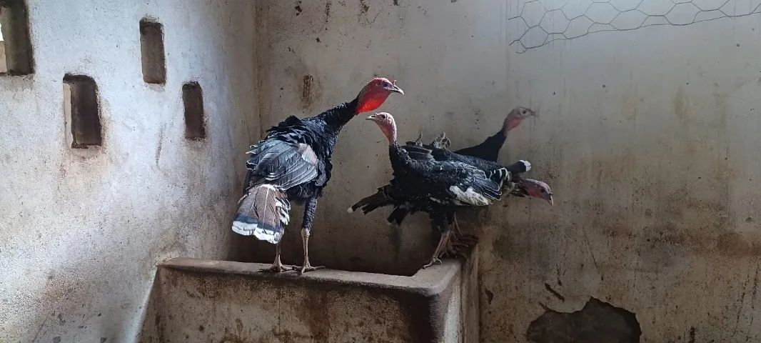 Perus 1 macho e 3 fêmeas com 5 meses