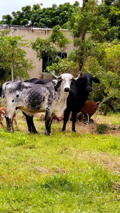 Vende-se vacas leiteiras mojada