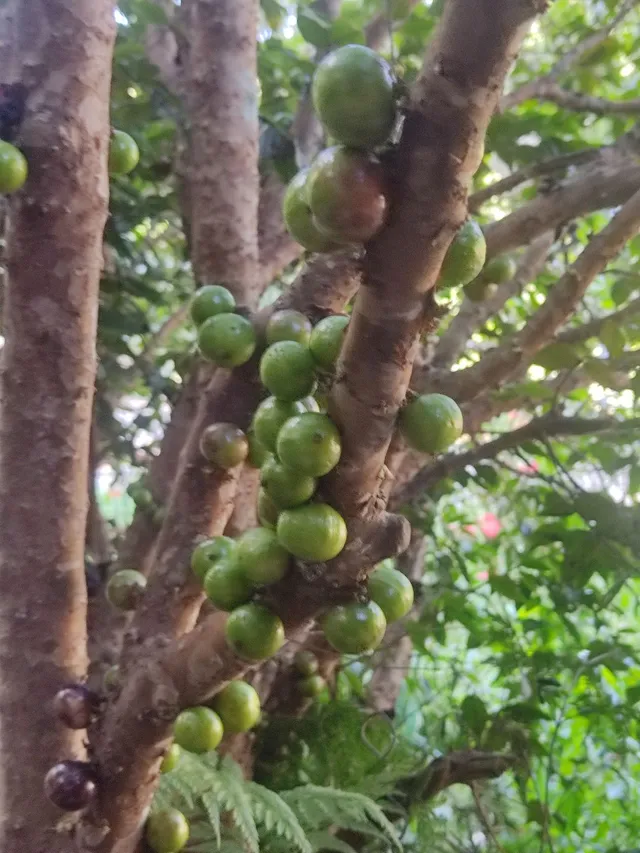 Pé de Jaboticaba
