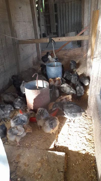 Vendo lote pintos 28dias