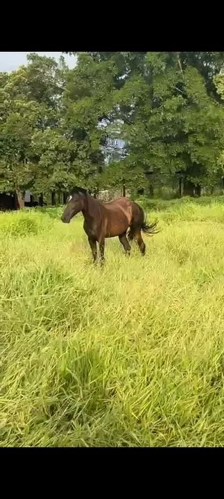 Vendo egua macia pra andar - Foto 4