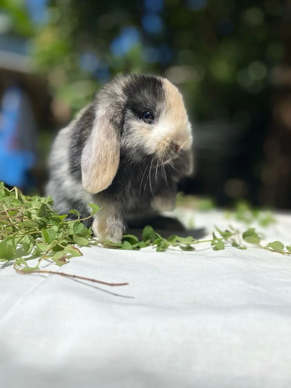 Mini Lop Uruguaio coelho - Foto 3